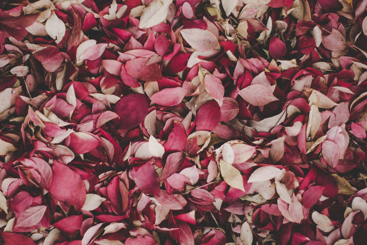 flower petals