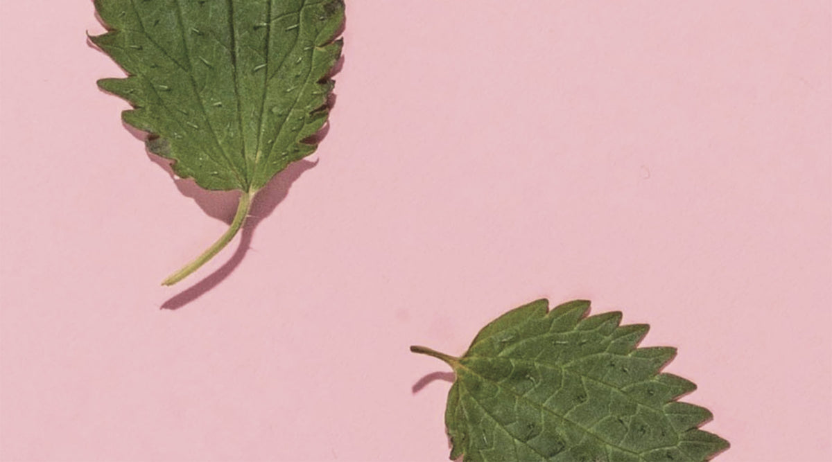 Wild Stinging Nettle leaves